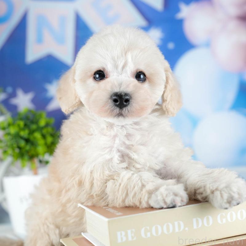 販売中の茨城県のトイプードル-441020