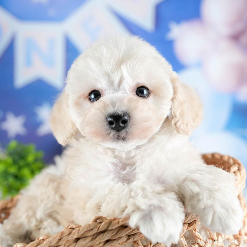 販売中の茨城県のトイプードル-441020の9枚目