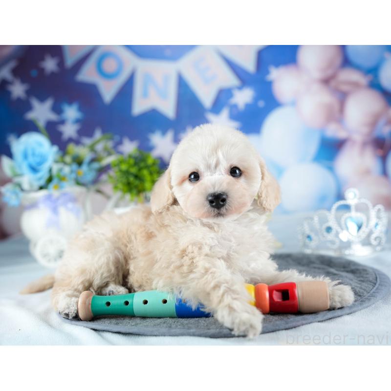 販売中の茨城県のトイプードル-441020の8枚目