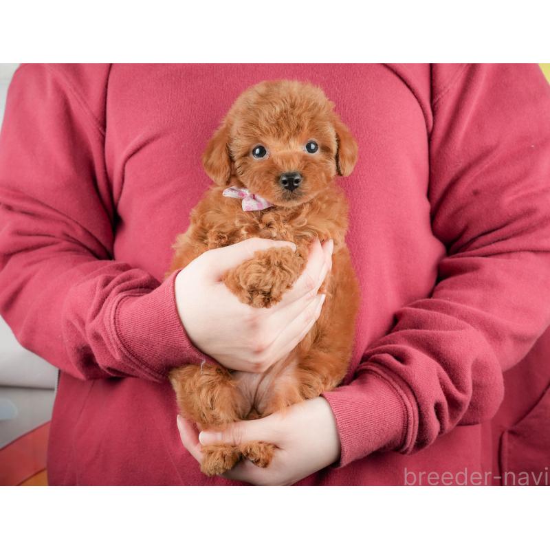 販売中の静岡県のトイプードル-440994の4枚目