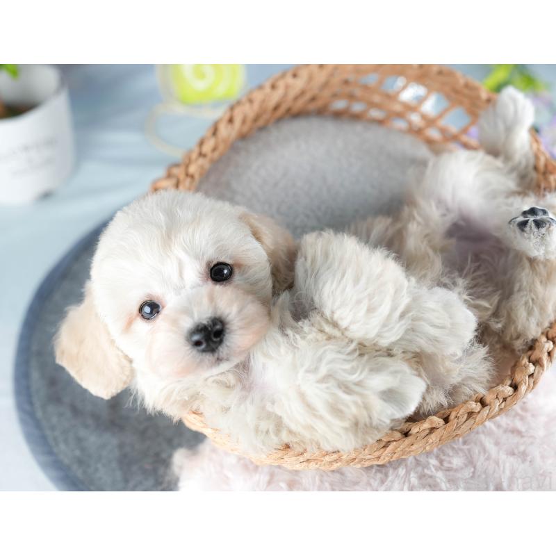 販売中の茨城県のトイプードル-441020の7枚目