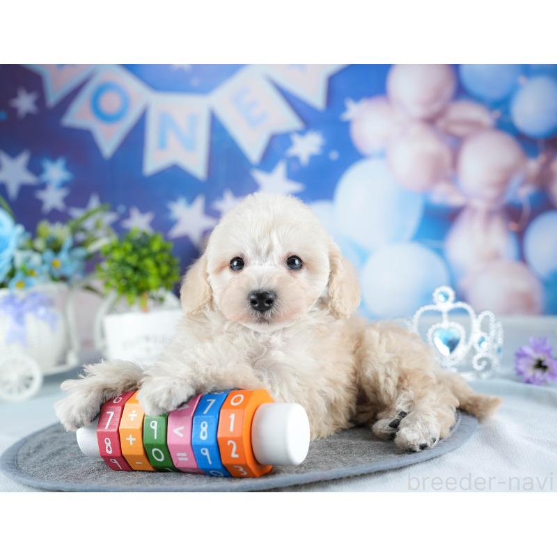 販売中の茨城県のトイプードル-441020の6枚目