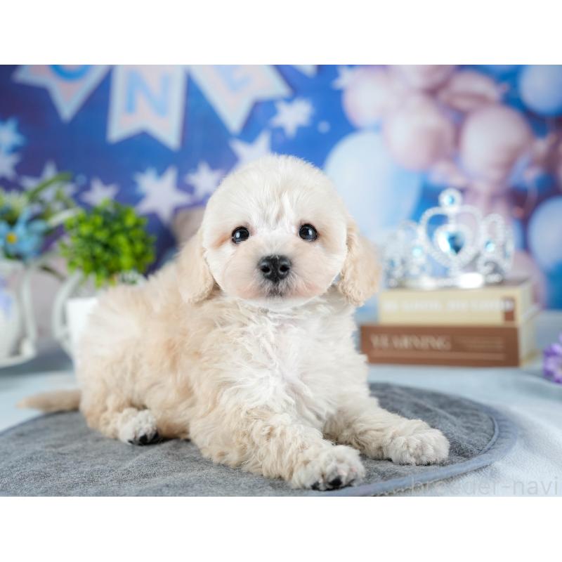 販売中の茨城県のトイプードル-441020の4枚目