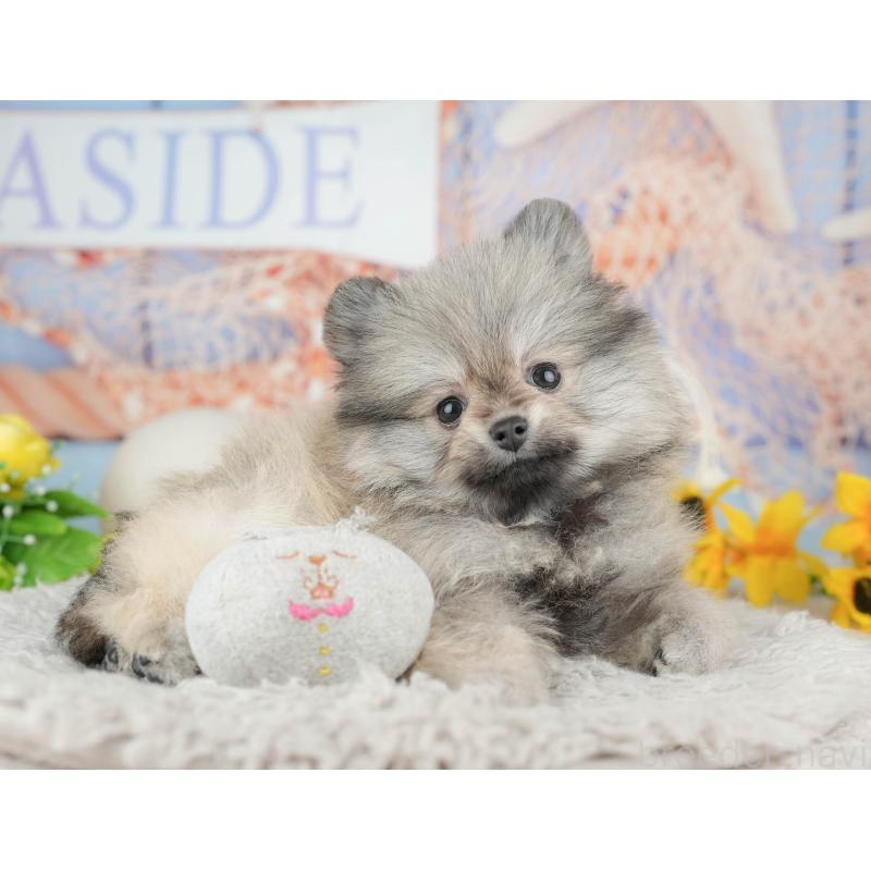 販売中の千葉県のポメラニアン-441804の11枚目