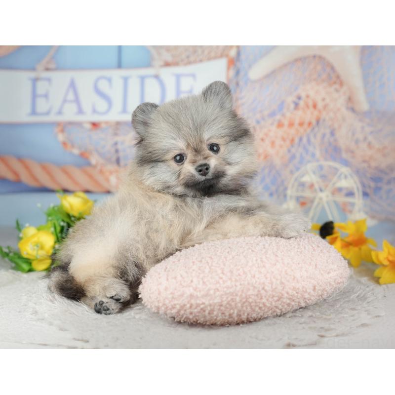 販売中の千葉県のポメラニアン-441804の9枚目