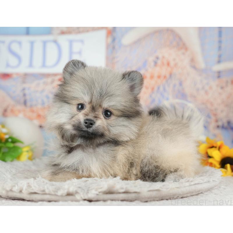 販売中の千葉県のポメラニアン-441804の8枚目