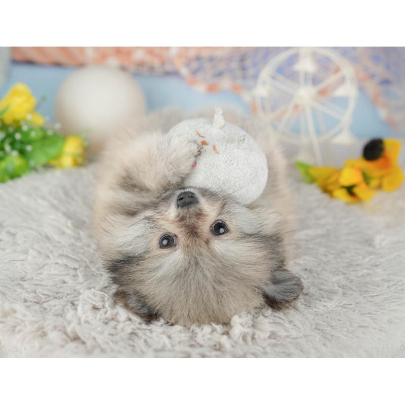 販売中の千葉県のポメラニアン-441804の7枚目