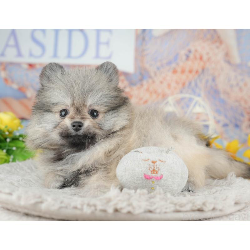 販売中の千葉県のポメラニアン-441804の6枚目