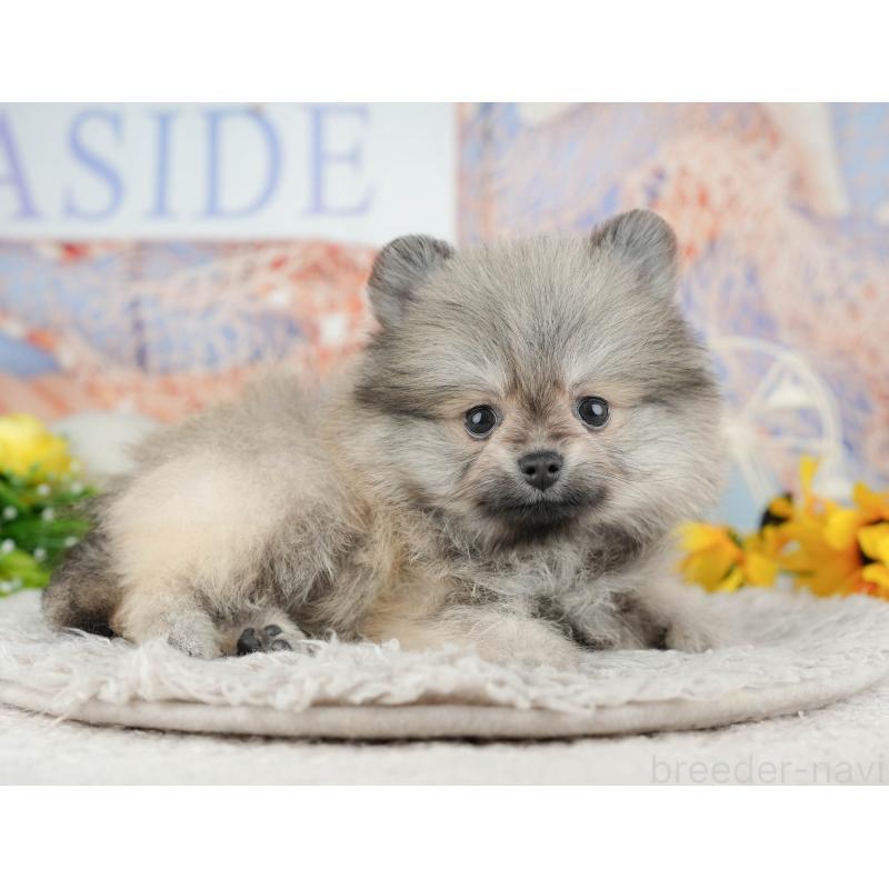 販売中の千葉県のポメラニアン-441804の5枚目