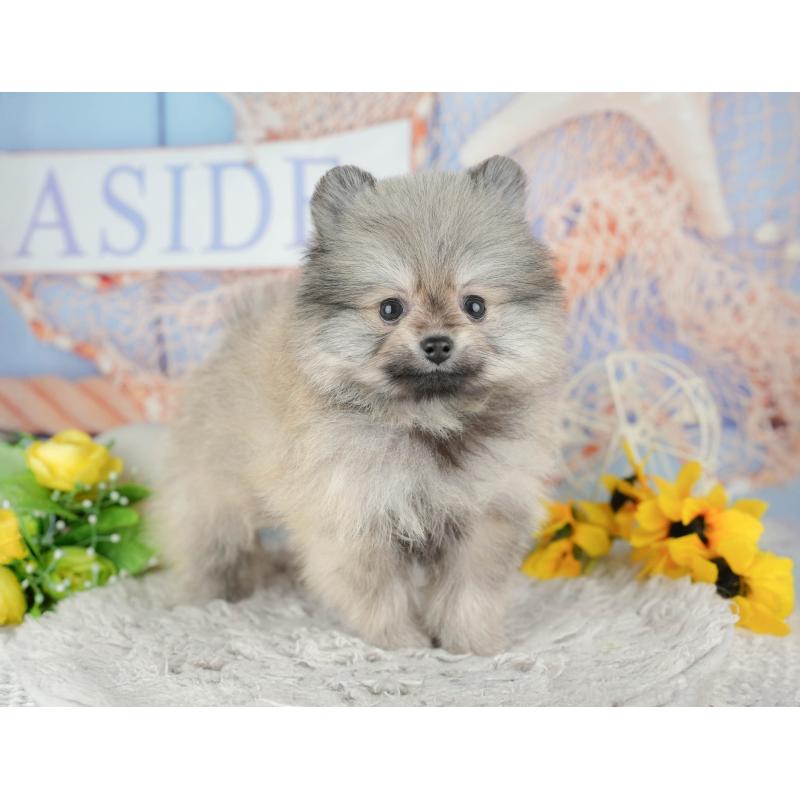 販売中の千葉県のポメラニアン-441804の4枚目