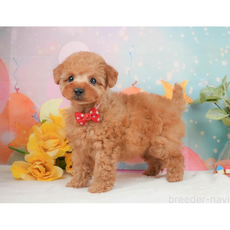 販売中の静岡県のトイプードル-440999の9枚目