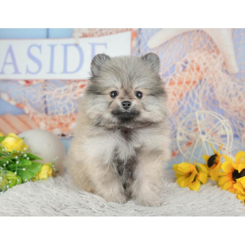 販売中の千葉県のポメラニアン-441804の3枚目