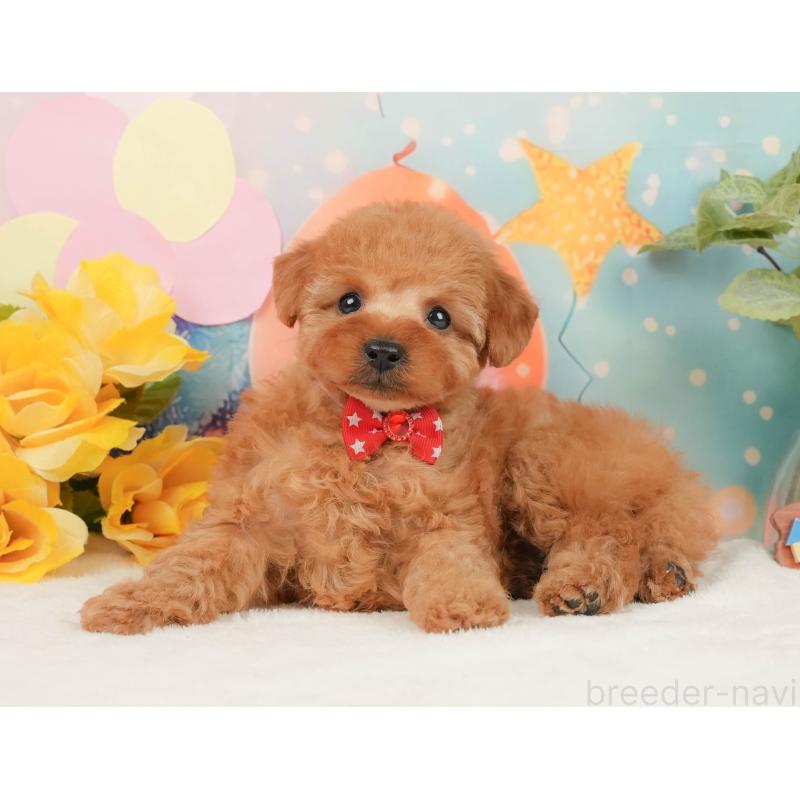 販売中の静岡県のトイプードル-440999の8枚目