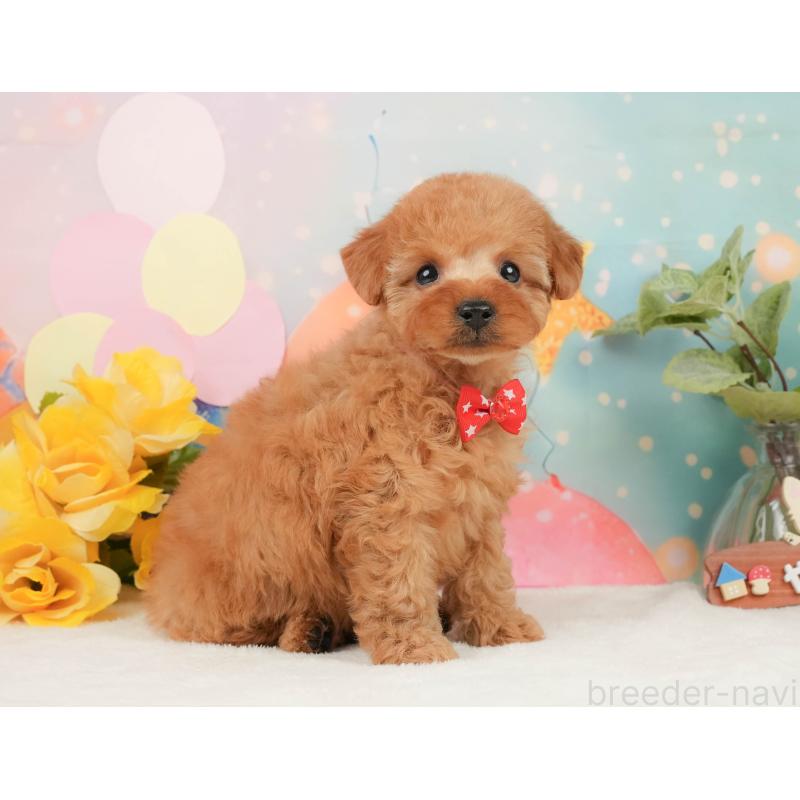 販売中の静岡県のトイプードル-440999の6枚目