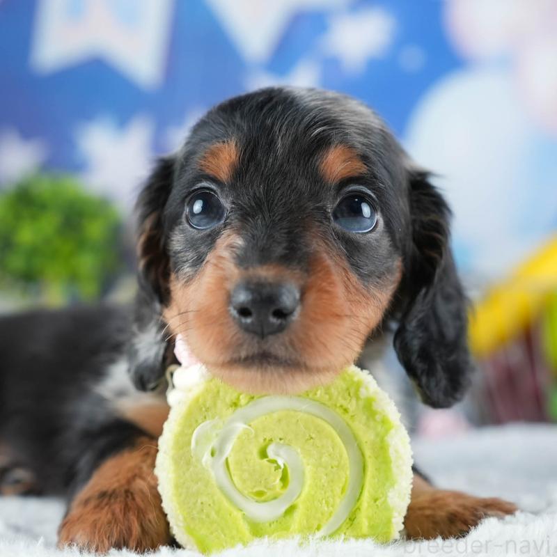 販売中の茨城県のミニチュアダックスフンド(ロングヘアード)-441010の9枚目