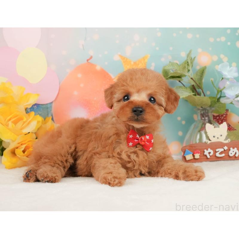 販売中の静岡県のトイプードル-440999の5枚目