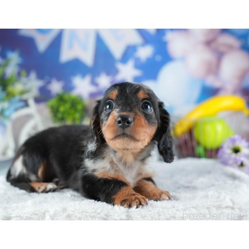 販売中の茨城県のミニチュアダックスフンド(ロングヘアード)-441010の7枚目