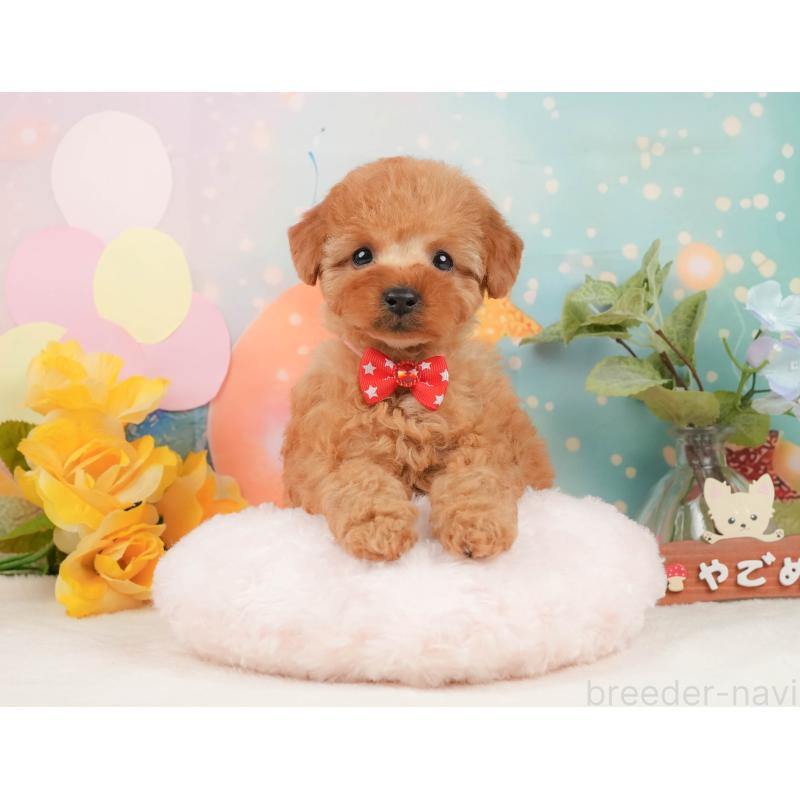 販売中の静岡県のトイプードル-440999の4枚目