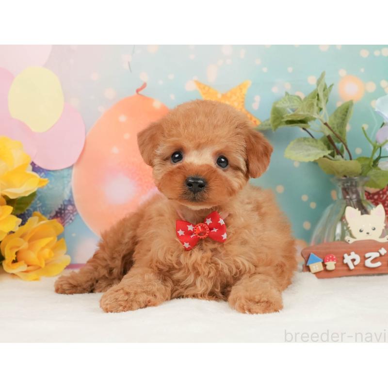 販売中の静岡県のトイプードル-440999の3枚目