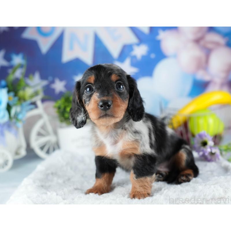 販売中の茨城県のミニチュアダックスフンド(ロングヘアード)-441010の4枚目