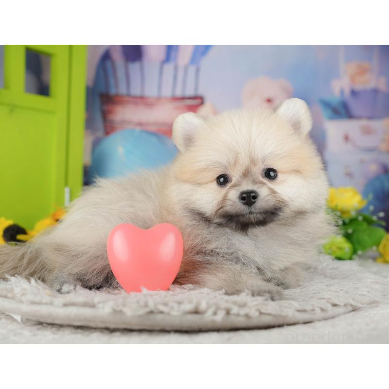 販売中の千葉県のポメラニアン-441802の11枚目