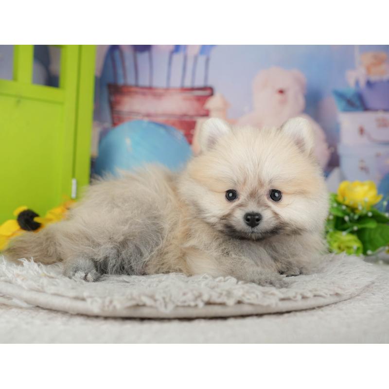 販売中の千葉県のポメラニアン-441802の10枚目