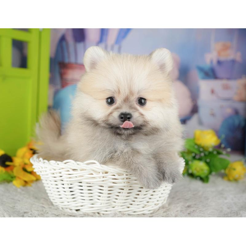 販売中の千葉県のポメラニアン-441802の9枚目