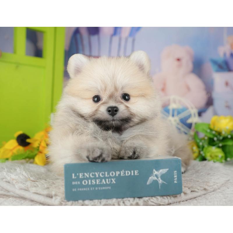 販売中の千葉県のポメラニアン-441802の8枚目