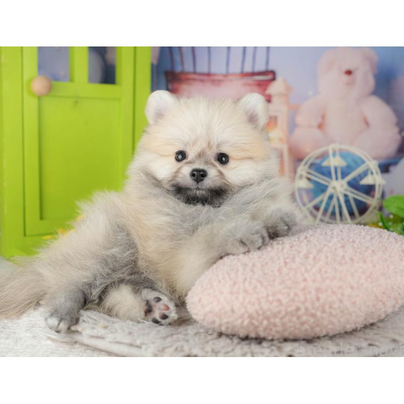 販売中の千葉県のポメラニアン-441802の6枚目