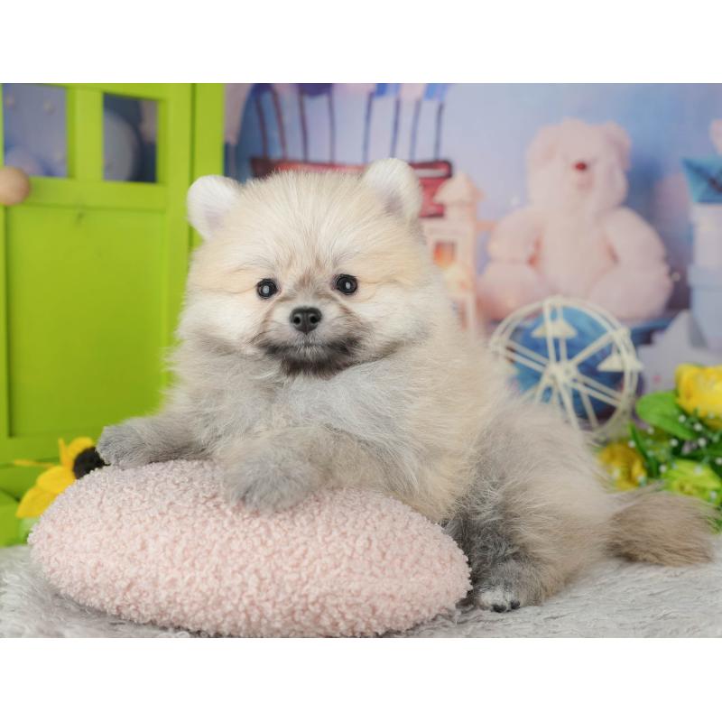 販売中の千葉県のポメラニアン-441802の5枚目