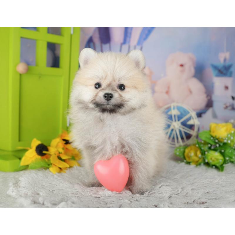 販売中の千葉県のポメラニアン-441802の4枚目