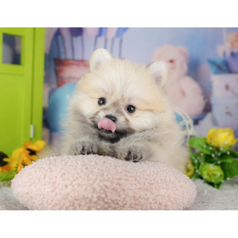 販売中の千葉県のポメラニアン-441802の3枚目