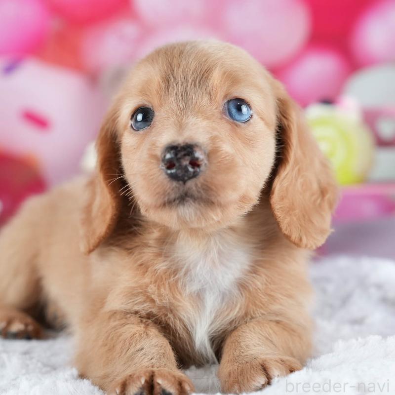 販売中の茨城県のミニチュアダックスフンド(ロングヘアード)-441009の9枚目