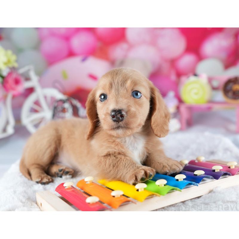 販売中の茨城県のミニチュアダックスフンド(ロングヘアード)-441009の8枚目