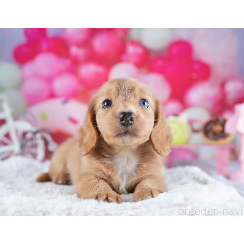 販売中の茨城県のミニチュアダックスフンド(ロングヘアード)-441009の7枚目