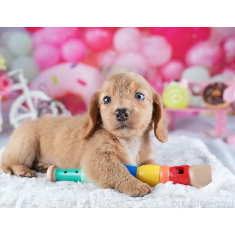 販売中の茨城県のミニチュアダックスフンド(ロングヘアード)-441009の6枚目