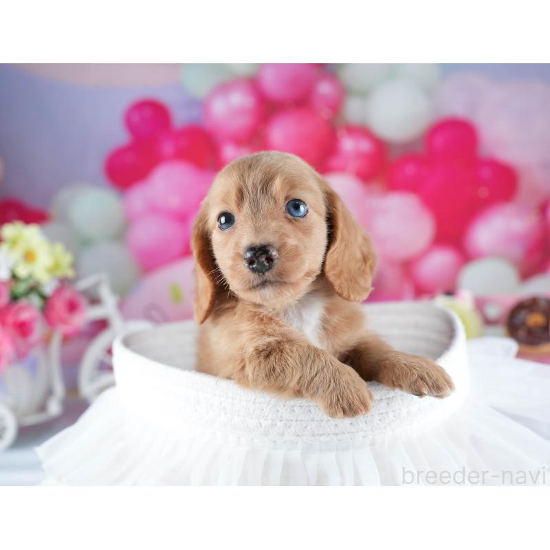 販売中の茨城県のミニチュアダックスフンド(ロングヘアード)-441009の5枚目