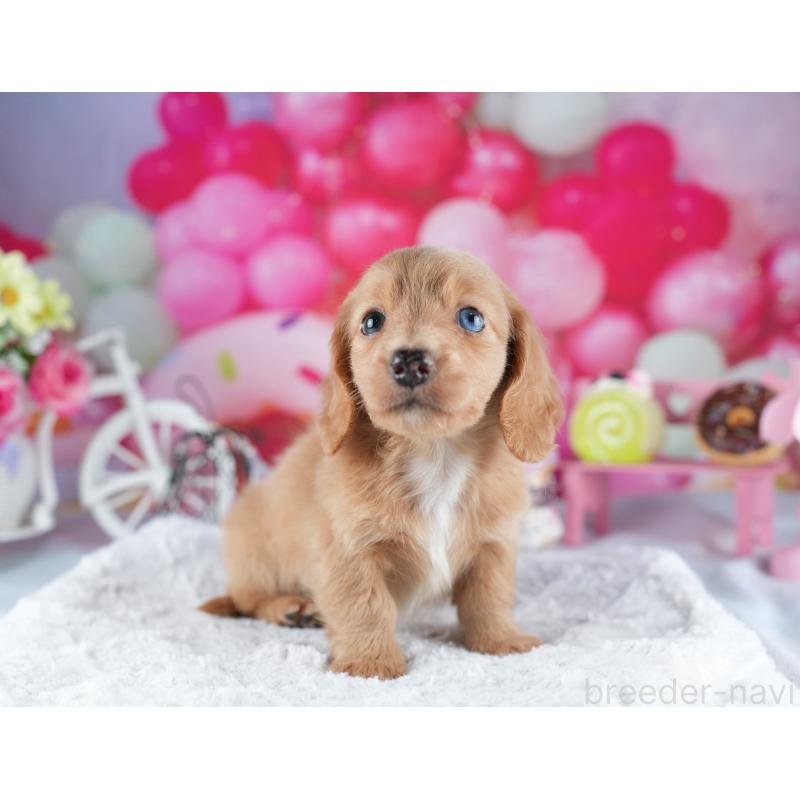 販売中の茨城県のミニチュアダックスフンド(ロングヘアード)-441009の4枚目