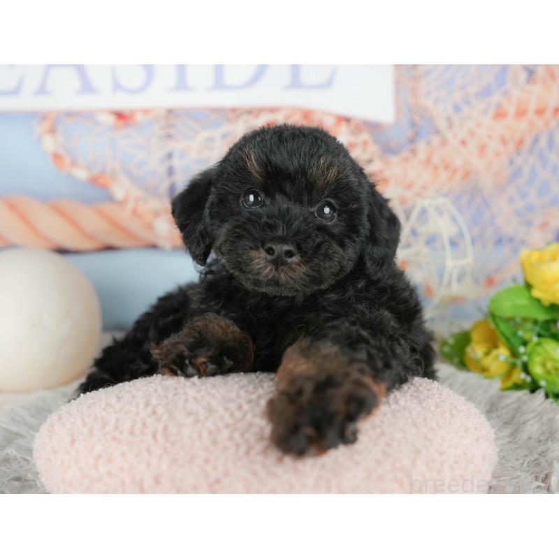 販売中の千葉県のトイプードル-441799の11枚目