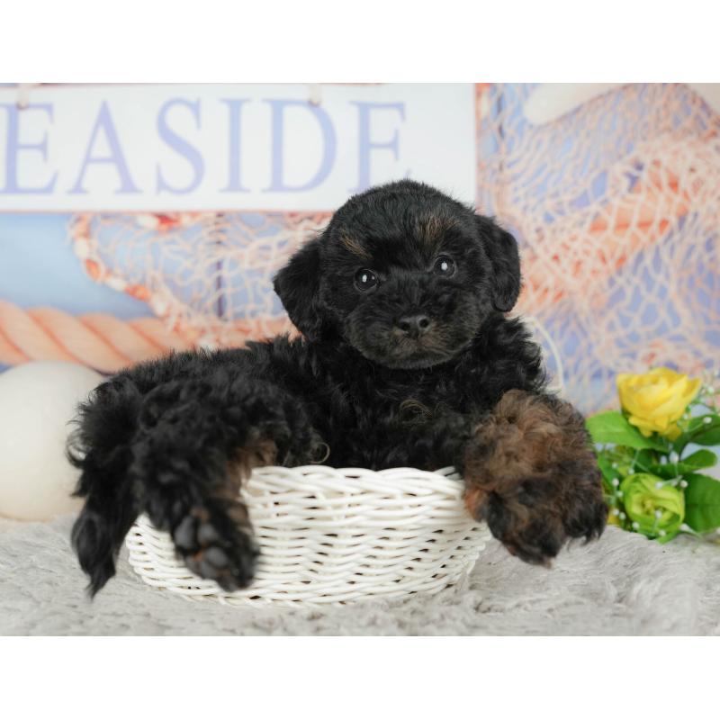 販売中の千葉県のトイプードル-441799の10枚目