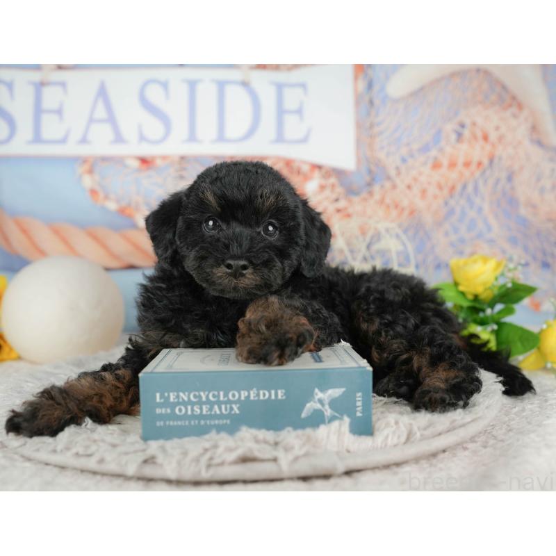 販売中の千葉県のトイプードル-441799の9枚目