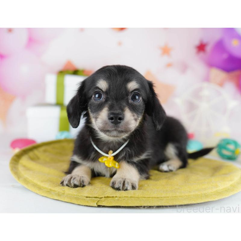 販売中の東京都のチワックス:チワワ×ミニチュアダックスフンド-441409の1枚目