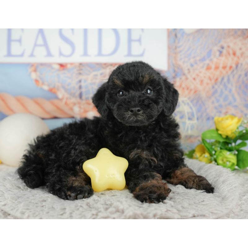 販売中の千葉県のトイプードル-441799の8枚目