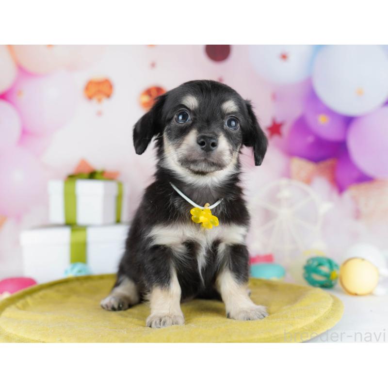 販売中の東京都のチワックス:チワワ×ミニチュアダックスフンド-441409の8枚目