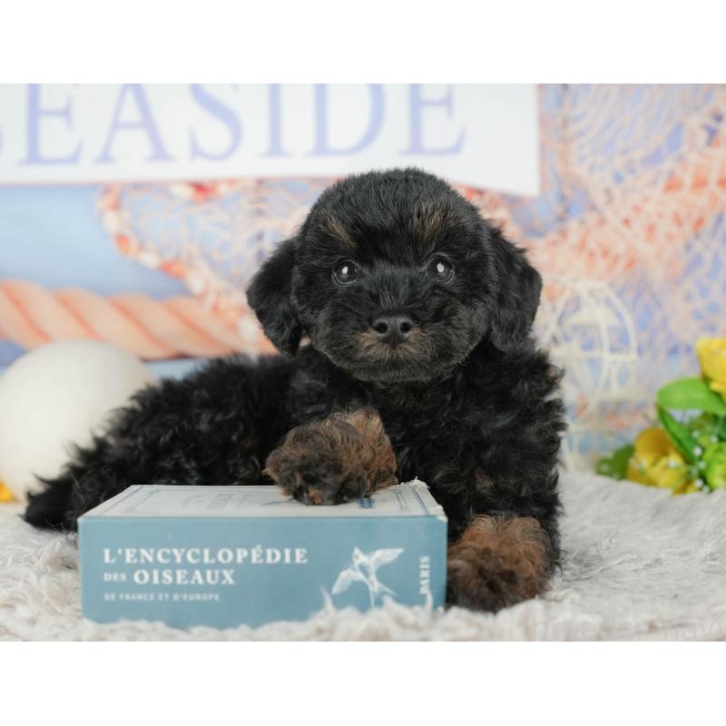 販売中の千葉県のトイプードル-441799の7枚目