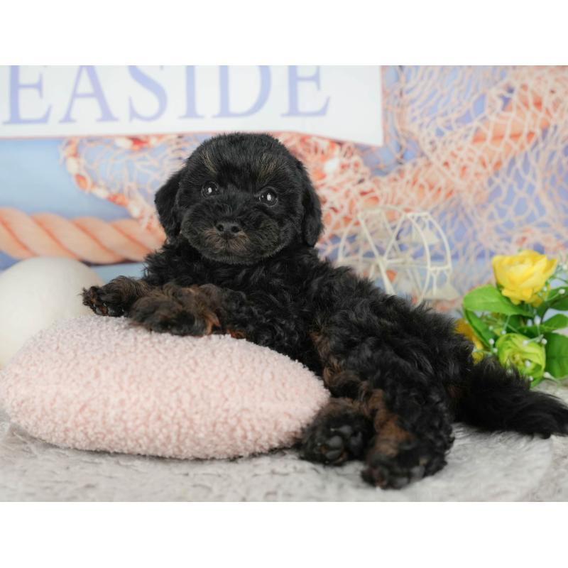 販売中の千葉県のトイプードル-441799の6枚目