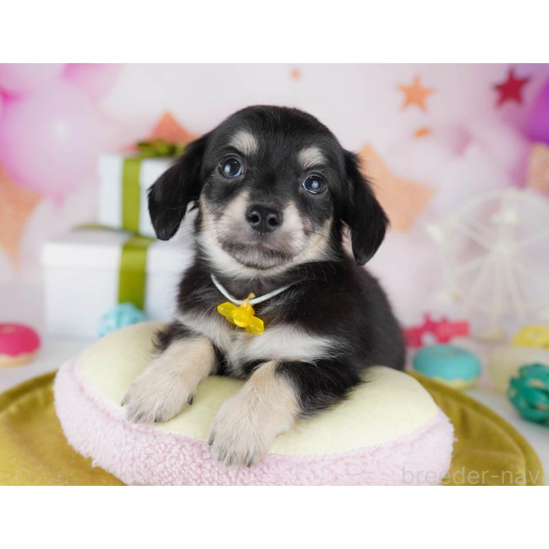 販売中の東京都のチワックス:チワワ×ミニチュアダックスフンド-441409の7枚目