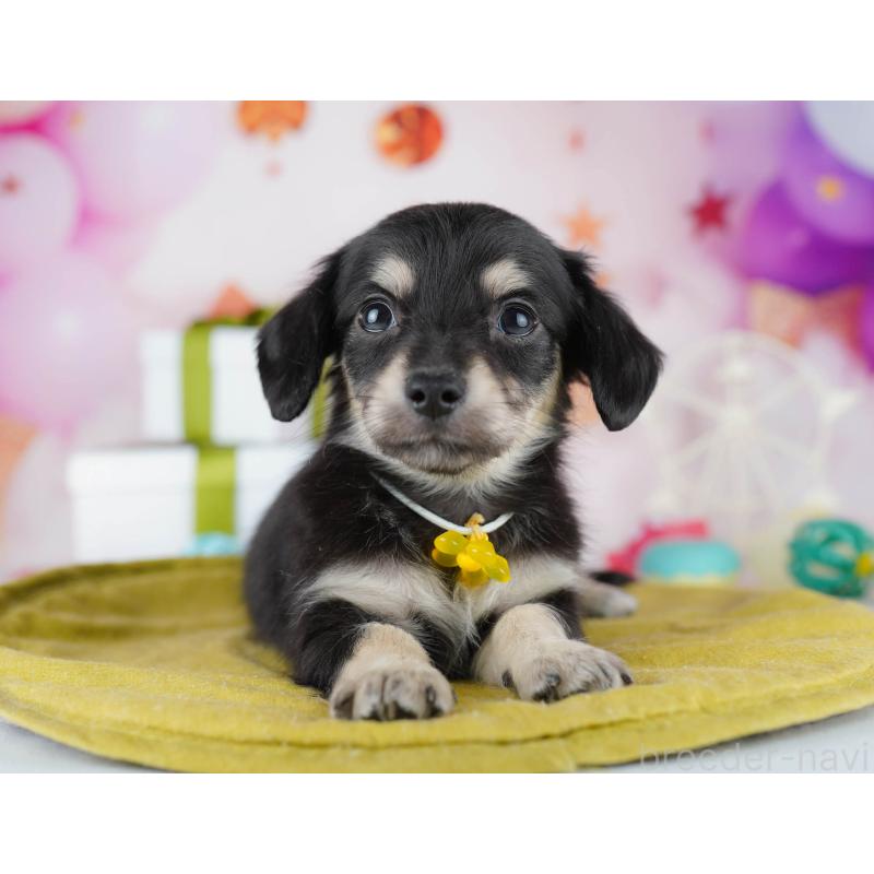 販売中の東京都のチワックス:チワワ×ミニチュアダックスフンド-441409の6枚目