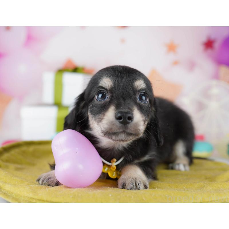 販売中の東京都のチワックス:チワワ×ミニチュアダックスフンド-441409の5枚目