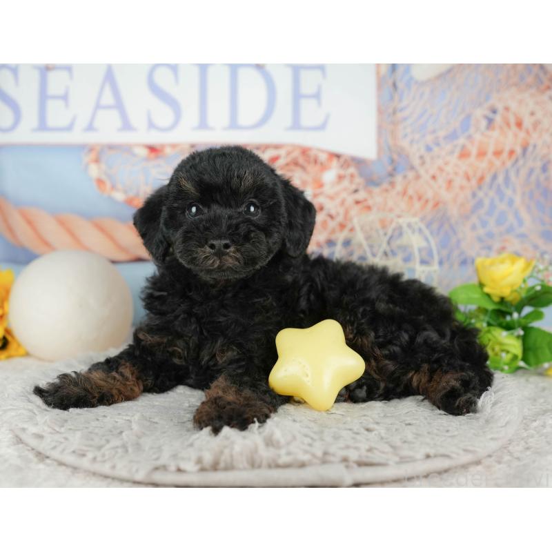 販売中の千葉県のトイプードル-441799の5枚目